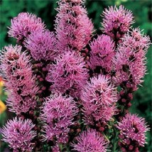 50  Liatris Prairie Blazing Star/Graines De Fleurs Vivaces - £11.14 GBP