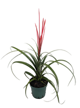 Spirit Vase Plant - Exotic Easy - Tillandsia - 4" Pot - $40.98