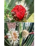 LD 15 Mexican Pitaya Cactus Fast Growing (Stenocereus Thurberi) Organ Pipe Cactu - $11.57