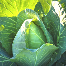 Early Jersey Wakefield Cabbage Green Lettuce Fall Vegetable Fresh Garden USA SEL - £7.79 GBP