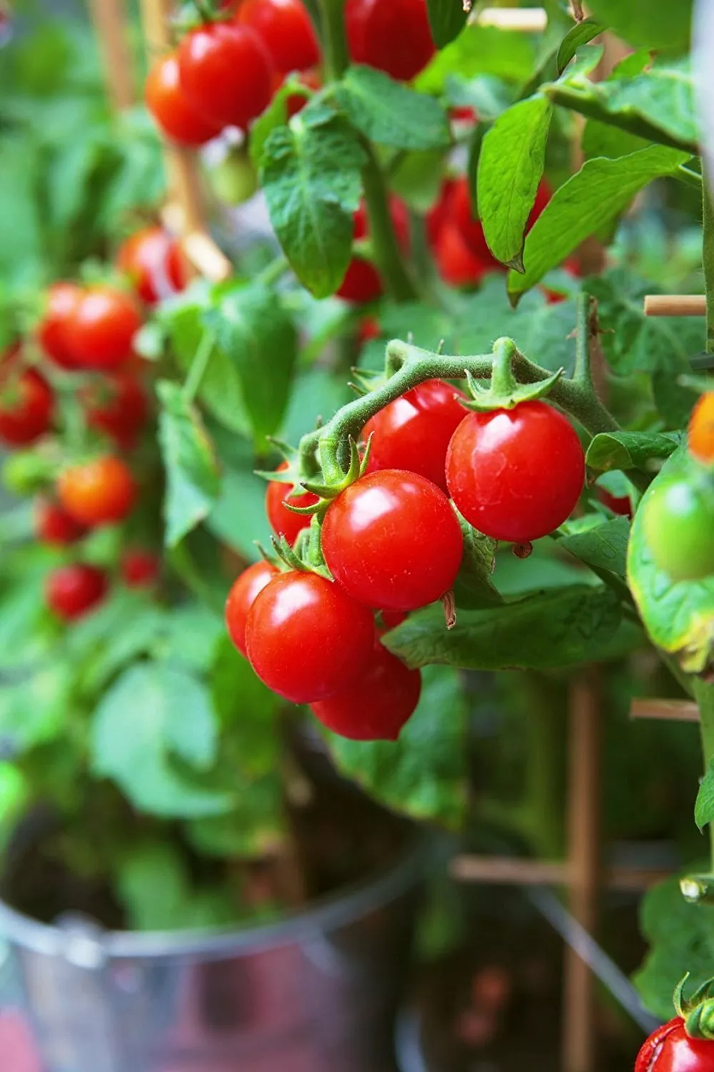 LWS Tiny Tim Cherry Tomato Garden Planting 15 Seeds Fast Shipping - $9.00