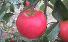 VP Pixie Crunch Apple for Garden Planting USA 25+ Seeds - $8.22