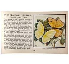 Cloudless Sulphur Butterfly 1934 Butterflies Of America Insect Art PCBG14B - $389.60 MXN