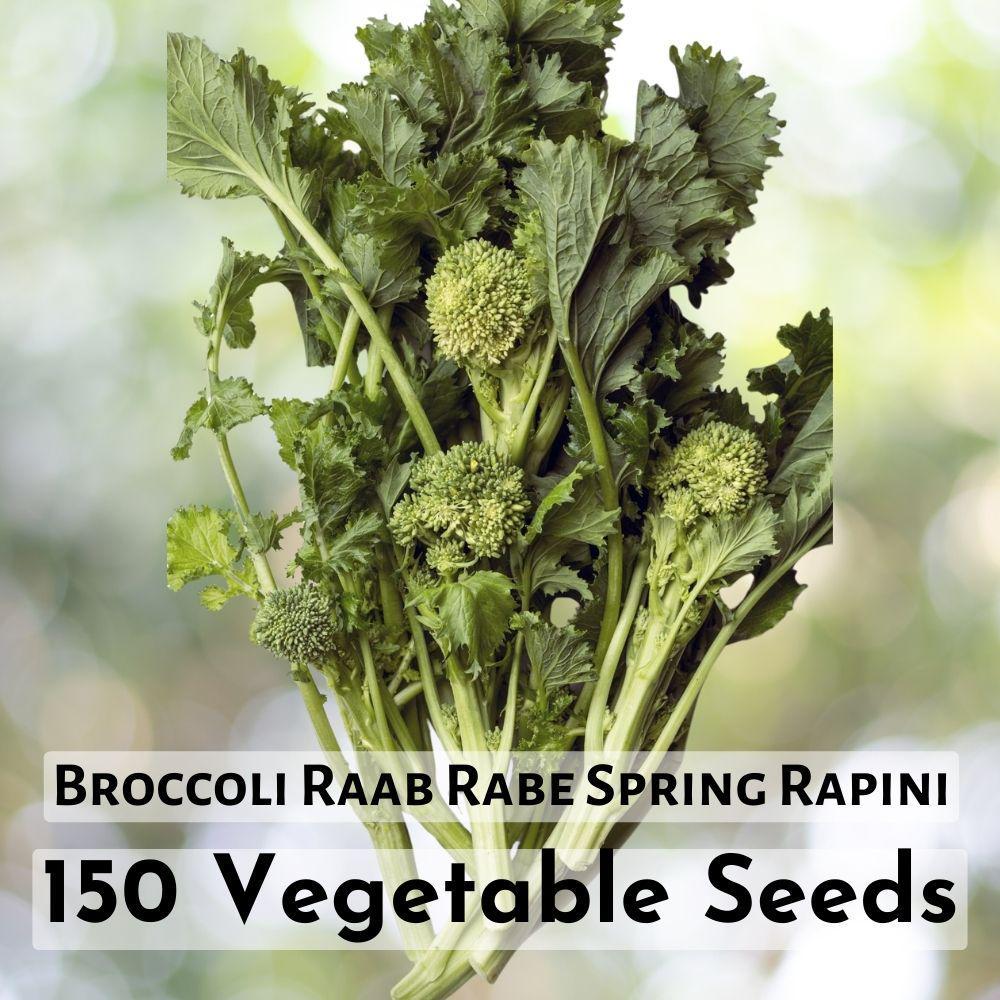 150 Seeds Broccoli Raab Rabe Spring Rapini Vegetable Plant Seeds - $11.90