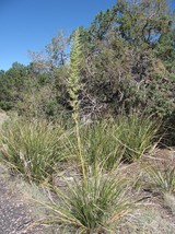 Nolina Microcarpa Bear Grass Hardy Exotic Seeds New Fast Shipping - $337.12 MXN