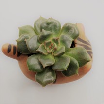 Graptoveria Olivia Succulent in Cat Planter - 2.5" Kitty Kitten Ceramic Pot image 2