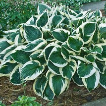 Hosta &#39;Minuteman&#39; 3&quot; Pot Size Starter Plant - £13.43 GBP