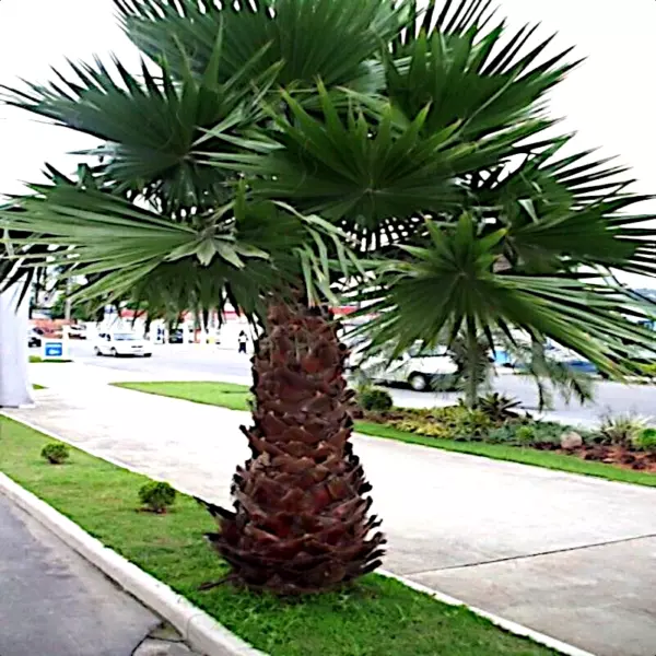 10 Mexican Fan Palm Tree Seeds (Washingtonia Robusta) Tropical Exotic Cold Hardy - £13.50 GBP
