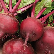 Ruby Queen Red Beet Seeds Blood Turnip Harvard Mangel Root Vegetable Seed  - £4.67 GBP