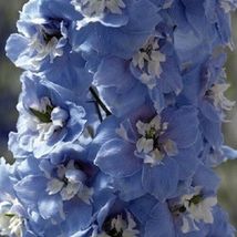 25 Seeds Mid-Blue Magic Fountains with White Bee Delphinium Flower Perennial - £13.15 GBP