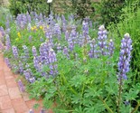 125 Seeds Blue Lupine Seeds Native Wildflower Annual Garden Container Po... - $8.99