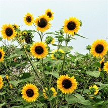 New Fresh Seeds Sunflower Henry Wilde Yellow Multiple Blooms Birds Bees ... - £4.60 GBP