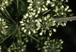 FA Store 200 Angelica Seeds Non-Gmo Non-Gmo - $9.39