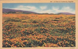 A Field of California Poppies CA Postcard D48 - £2.38 GBP