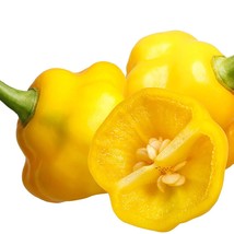 Trinidad Perfume Habanero Pepper Usa Seller Garden - $12.09