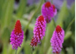 Gun-el 25 Orchid Primrose Primula Vialii Flower Seeds Perennial - £7.80 GBP