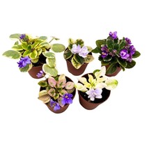 Harmony&#39;s Mini Variegated African Violets Grower&#39;s Choice Premium Mix 2 ... - £72.93 GBP