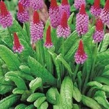 USA Seller 25 Orchid Primula Perennial Flower Seeds Fast Shipping - £16.78 GBP