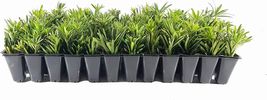 Live Plants Dwarf Podocarpus Macrophyllus Pringles Dense Evergreen Low Hedge - $59.96+