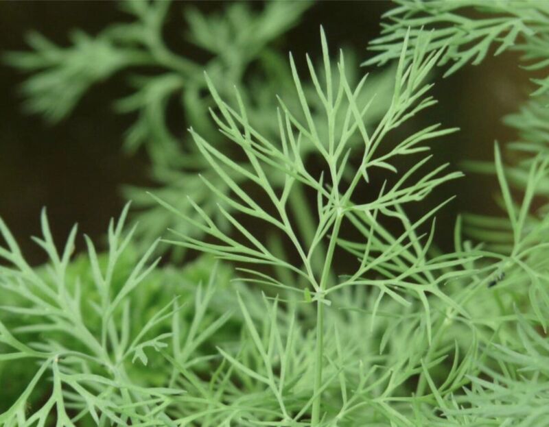 SEPTH 50 Mammoth Long Island Dill Seeds - Non-GMO / Heirloom - - $2.54