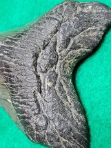 Megladon/Florida.coast/145MYA(4in) - $45.00