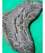 Megladon/Florida.coast/145MYA(4in) - $855.30 MXN