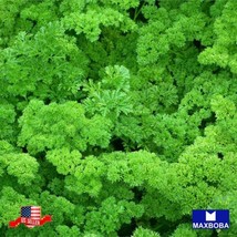 700 Triple Moss Curled Parsley Seeds Non Gmo Heirloom Home Garden - £4.49 GBP