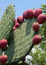 20 Red Prickly Pear Cactus Seeds (Opuntia Ficus-Indica) - £5.74 GBP