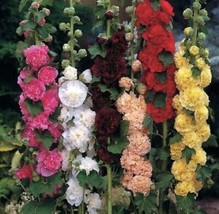 60Seeds Hollyhock Chater&#39;S Double Mix Peony Flowered Blooms Biennial USA Garden - £7.03 GBP