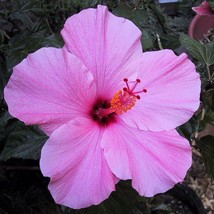 Live Plant SEMINOLE PINK HIBISCUS, Outdoor &amp; Indoor Plant FlowerPlant Ho... - $20.95