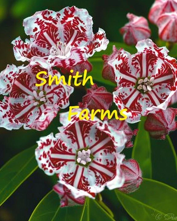 25+ Seeds Red White Mountain Laurel Flowers (Kalmia latifolia &#39;Peppermint&#39;) - $6.94