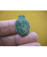 (F704-120) Trilobite fossil trilobites extinct marine arthropod I love f... - $13.09