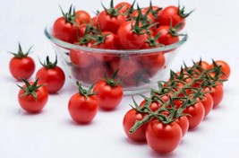 Tomato Cocktail Cherry Seeds approx 140 seeds Vegetable veggie spring su... - £3.30 GBP