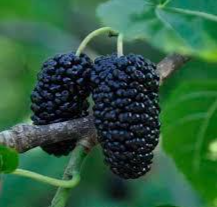 “ 10 PCS Mulberry seeds Blackish Purple Big Fruit Edible GIM “