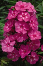 50 Seeds Bubblegum Pink Phlox Heirloom Seeds Ensure R API D Gorgeous Gardens - £6.61 GBP