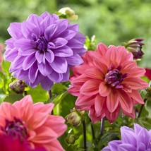 US Seller 25 Blue Bell Dahlia Seeds Flower Fresh Seeds - £6.40 GBP