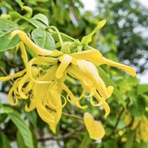 FROM US Fragrance Tropical Live Tree 3’-4’ Cananga odorata (Big Ylang ylang)TP15 - £59.30 GBP