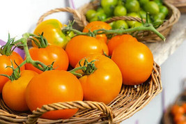 PWO 50 Seeds Mountain Gold Tomato Tomatoe Vegetable Garden Edible Canning - £3.28 GBP