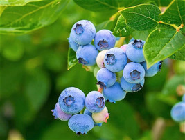 Sell Store 50 Southern Highbush Blueberry Prestratified Vaccinium Corymbosum Shr - $9.99