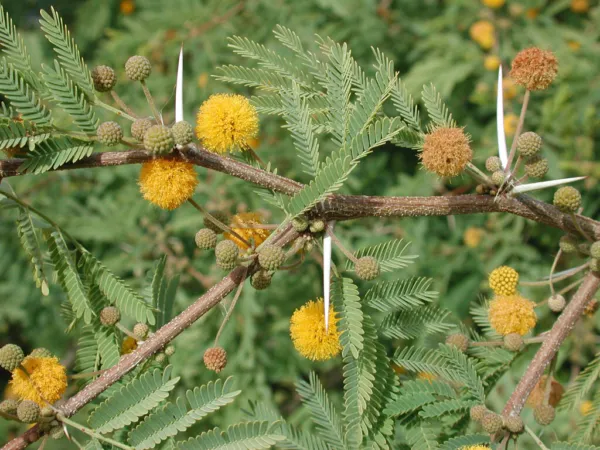 35 Acacia Farnesiana Mimosa Sweet Acacia Mealy Wattle Needle Bush Fresh ... - £12.69 GBP
