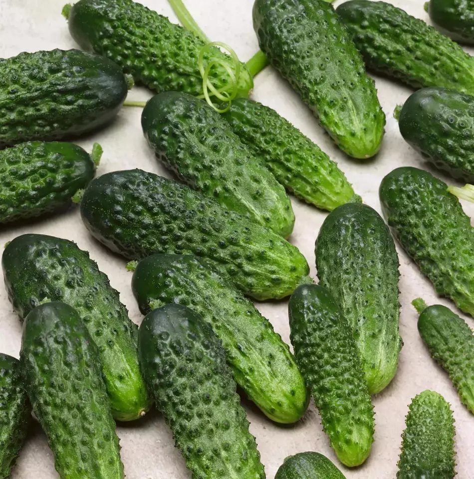 AW 120 Seeds Parisian Gherkin Cucumber Heirloom Vegetable Herb Easy To Grow - £7.44 GBP