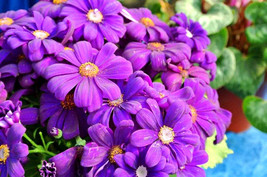 20 Cineraria Flower Seeds Ew91005 6 Fresh USA Shipping - £12.33 GBP