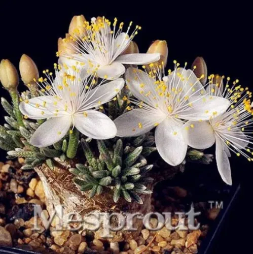 Specials 50PCS Flower Kam Seed - $5.00