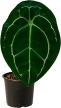 Anthurium Forgetii Silver By Leal Plants Ecuador| Anthurium Forgetii Medium - £39.22 GBP