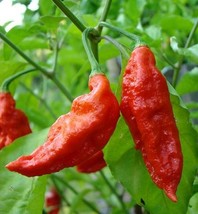 Bhut jolokia Indian Dark Red Naga Jolokia Pepper, the ghost pepper, 10 seeds - £8.66 GBP