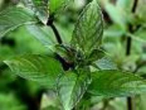 100 Spearmint Seeds-1094