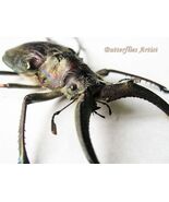 Sphaenognathus Feisthameli Real 4 Eyes Stag Beetle Framed Entomology Shadowbox - $98.99