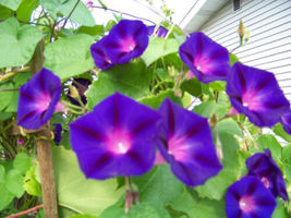 95 SEEDS morning glory vine, GRANDPA OTT, purple flowers - £9.82 GBP