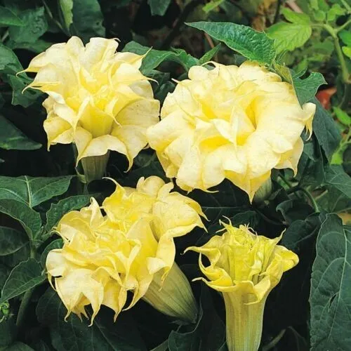 New Fresh 10 Dbl Bright Yellow Angel Trumpet Seeds Flowers Seed - £9.04 GBP