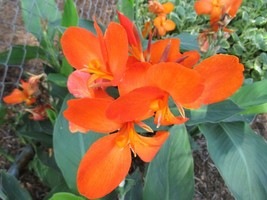 12 Cannova Orange Shades Canna Seeds Seeds Fresh Fast Shipping - $12.80